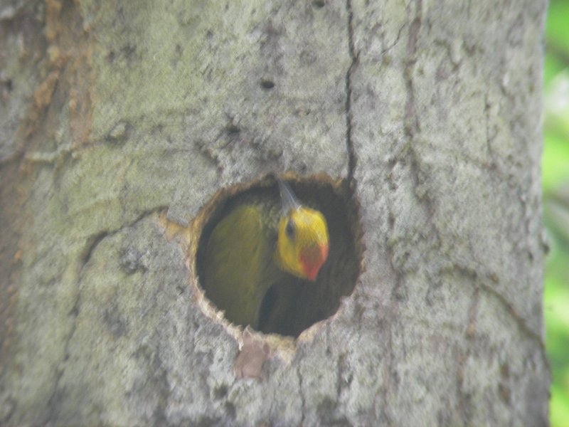 Piculus flavigula, Yellow-throated Woodpecker, Timreman, Timmerman door Ton Plug