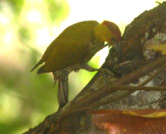 Piculus flavigula, Yellow-throated Woodpecker, Timreman, Timmerman door Foek Chin Joe