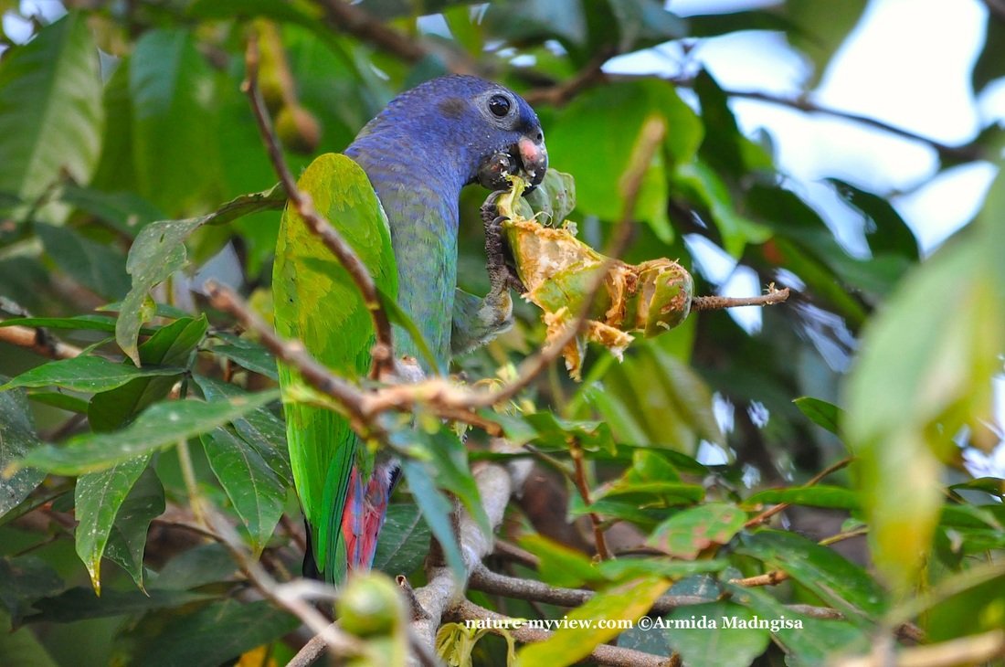 Pionus menstruus, Blue-headed Parrot, Margrietje, Margriki door Armida Madngisa nature guide