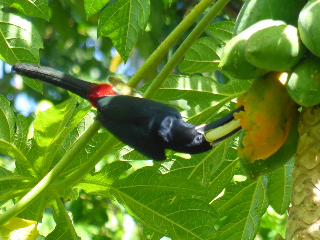 Pteroglossus aracari, Black-necked Aracari, Bosrokoman, Redibanti Kuyake door Ton Plug
