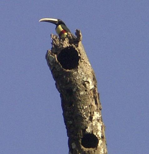 Pteroglossus aracari, Black-necked Aracari, Bosrokoman, Redibanti Kuyake door Stephan Ferrier