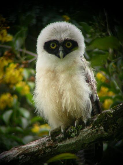 Pulsatrix perspicillata, Spectacled Owl,  door Erik Toorman