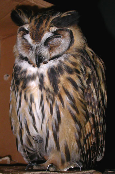 Pseudoscops clamator, Striped Owl,  door Foek Chin Joe