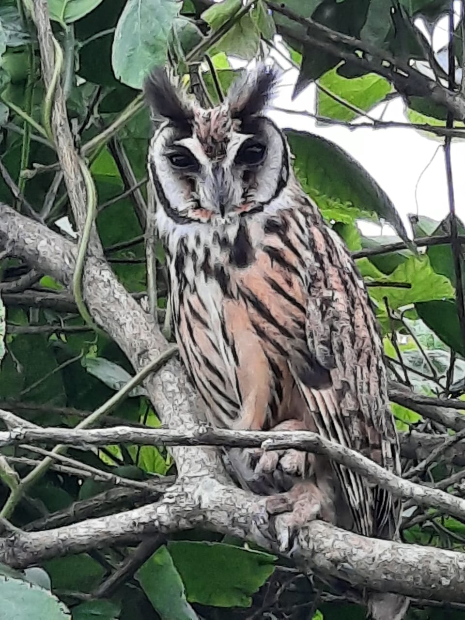 Pseudoscops clamator, Striped Owl,  door Herman Fraser