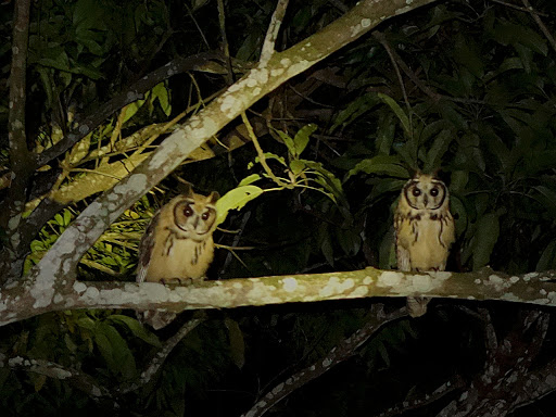 Pseudoscops clamator, Striped Owl,  door Hans Majong