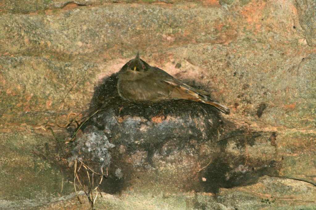 Rupicola rupicola, Guianan Cock-of-the-rock,  door Kristof Zyskowski
