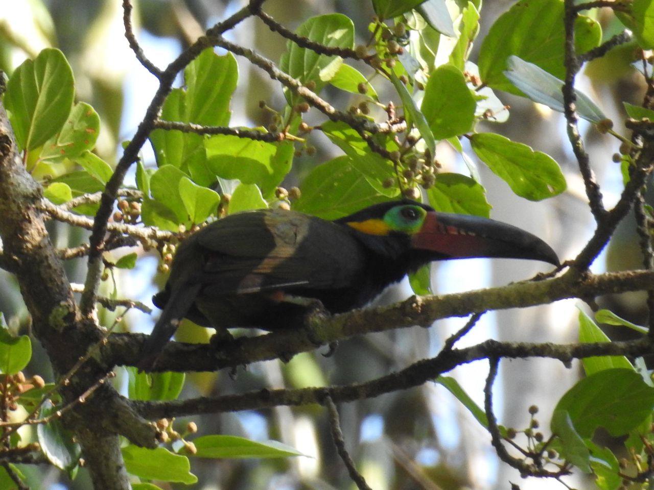 Selenidera piperivora, Guianan Toucanet, Stonkuyake door Ton Plug