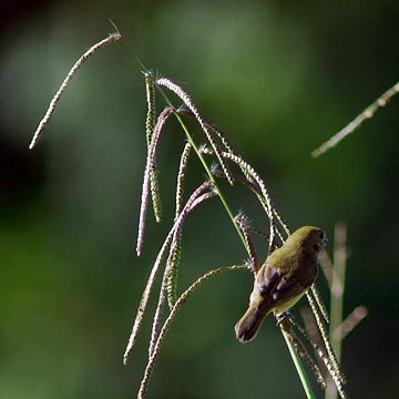 Sporophila castaneiventris, Chestnut-bellied Seedeater, Blawbaka rowti door N. Takano