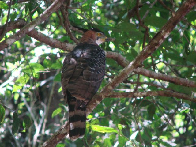 Spizaetus ornatus, Ornate Hawk-Eagle, Bigi peni aka door Dominiek Plouvier