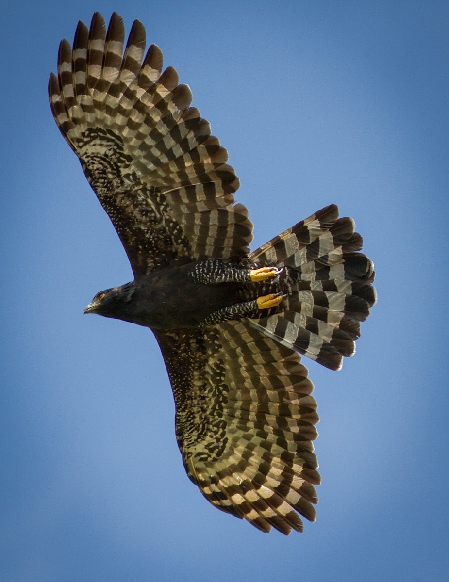 Spizaetus tyrannus, Black Hawk-Eagle,  door Matthias Fernandez