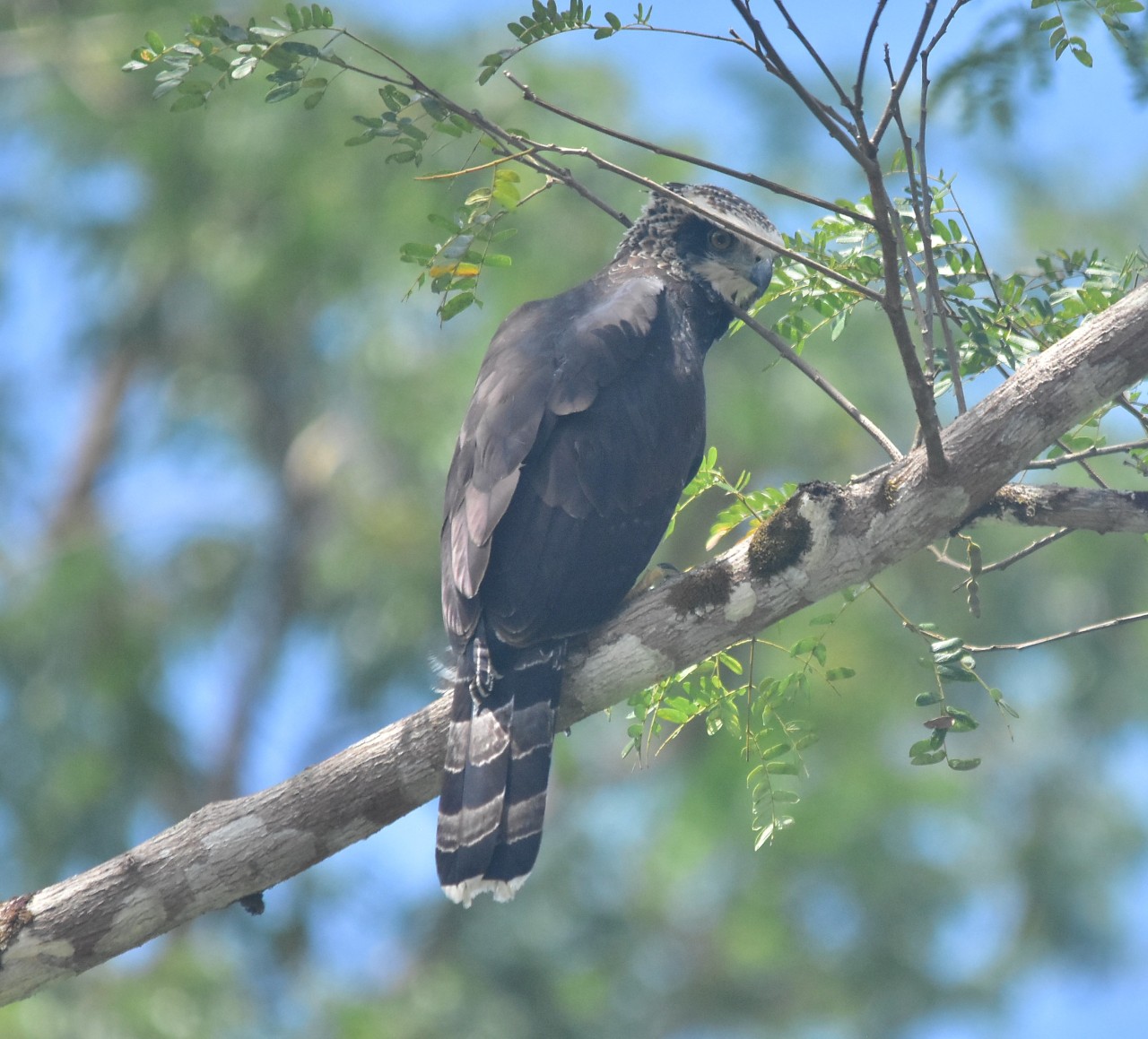 Spizaetus tyrannus, Black Hawk-Eagle,  door Armida Madngisa nature guide