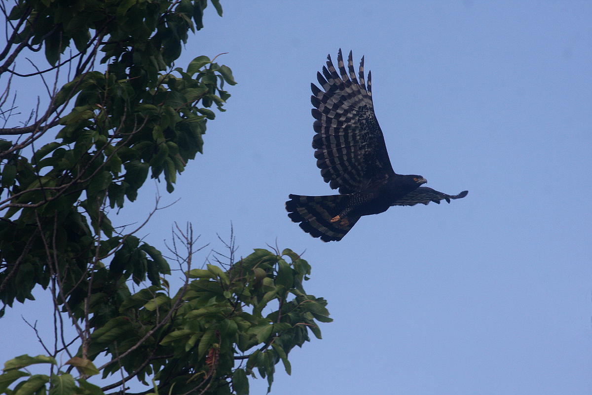 Spizaetus tyrannus, Black Hawk-Eagle,  door Carl Beel