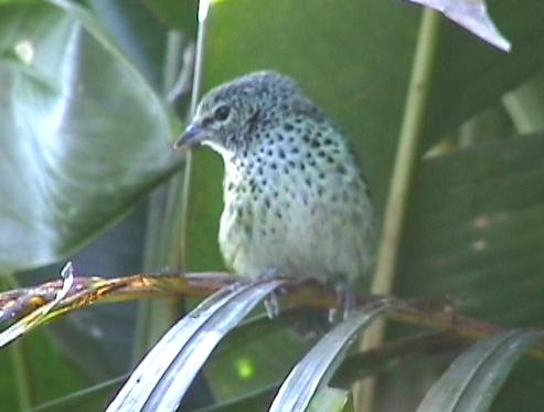 Tangara punctata, Spotted Tanager, Druppel door Raoul Ribot