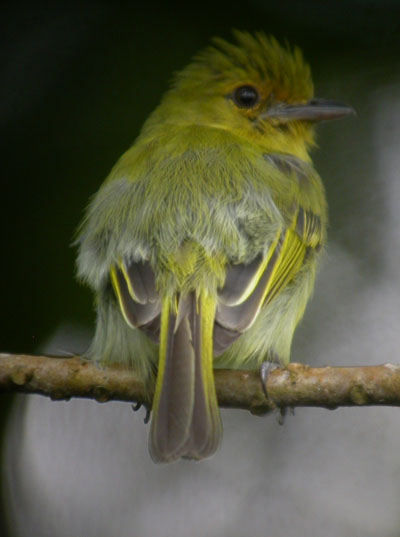 Tolmomyias flaviventris, Yellow-breasted Flycatcher,  door Foek Chin Joe