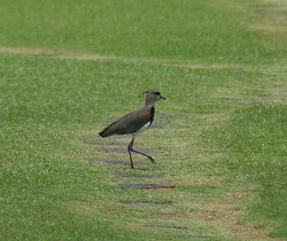 Vanellus chilensis, Southern Lapwing,  door Carla Out