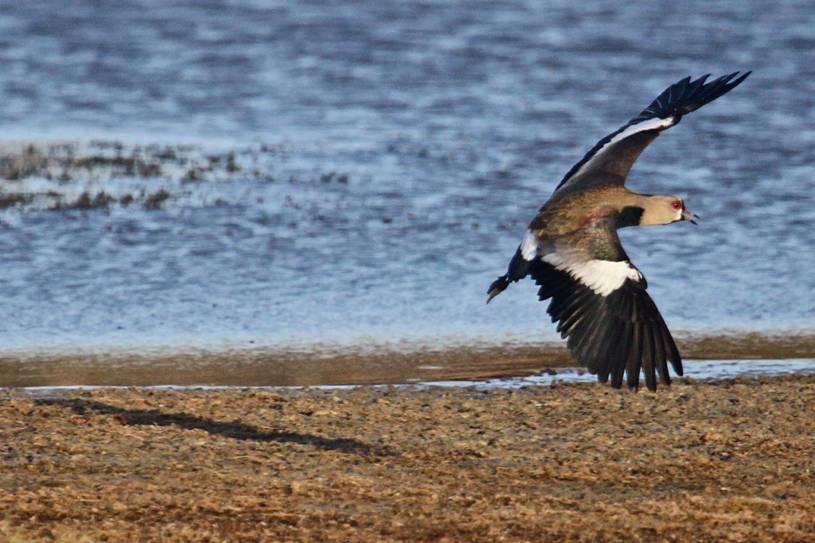 Vanellus chilensis, Southern Lapwing,  door Greg Peterson
