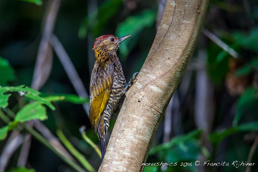 Veniliornis cassini, Golden-collared Woodpecker,  door Francita Rijhiner