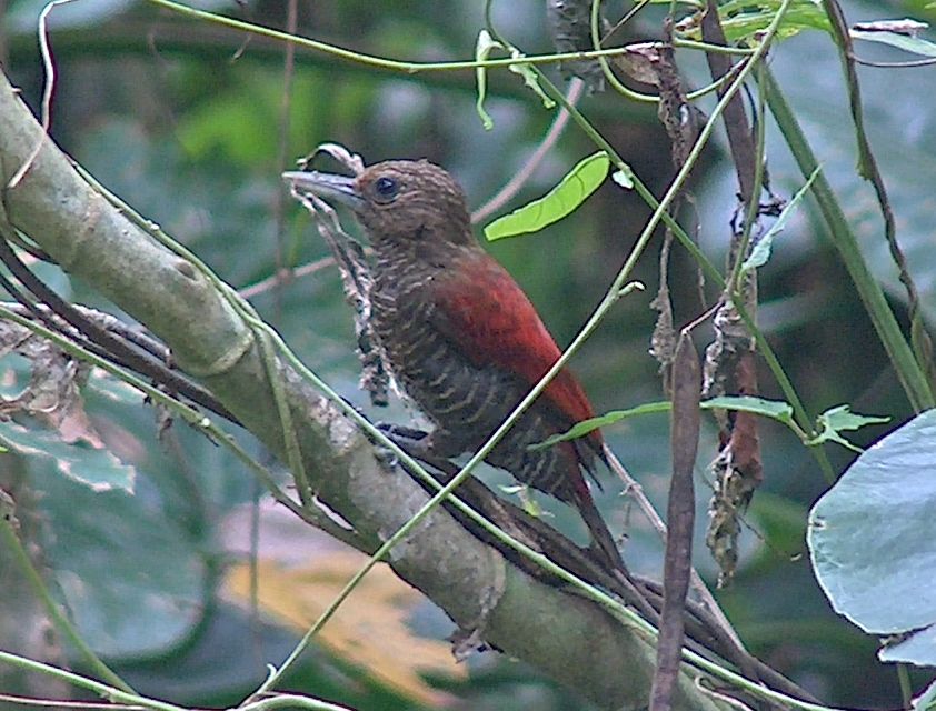 Veniliornis sanguineus, Blood-colored Woodpecker, Temreman door Dominiek Plouvier