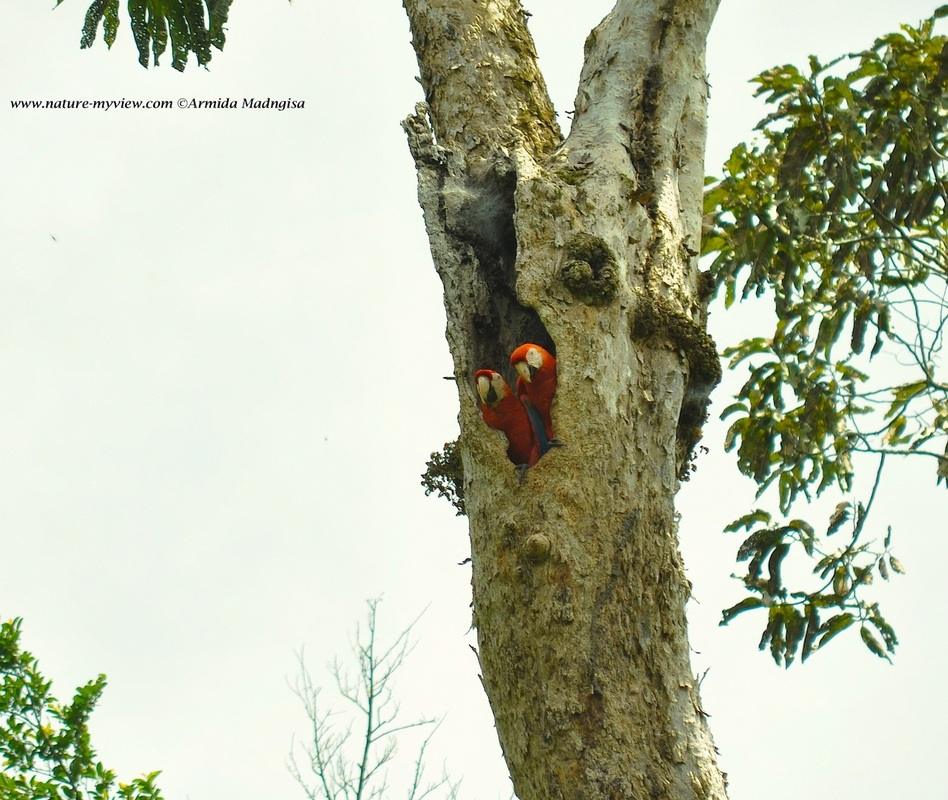 Ara macao, Scarlet Macaw, Bokraaf / Roodgele raaf door Armida Madngisa nature guide