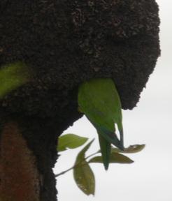 Eupsittula pertinax, Brown-throated Parakeet, Karuprakiki, krerekrere door Foek Chin Joe