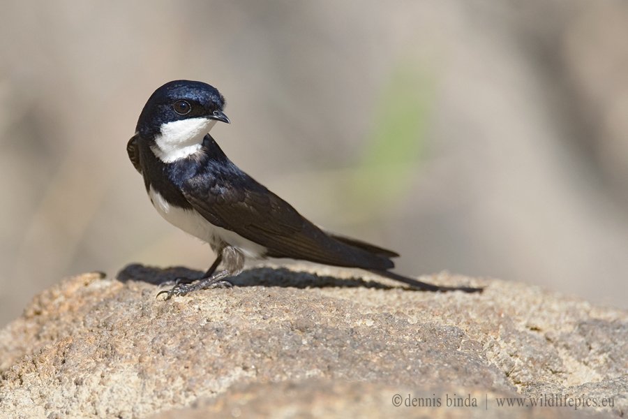 Pygochelidon melanoleuca, Black-collared Swallow, Zwaluw door Dennis Binda