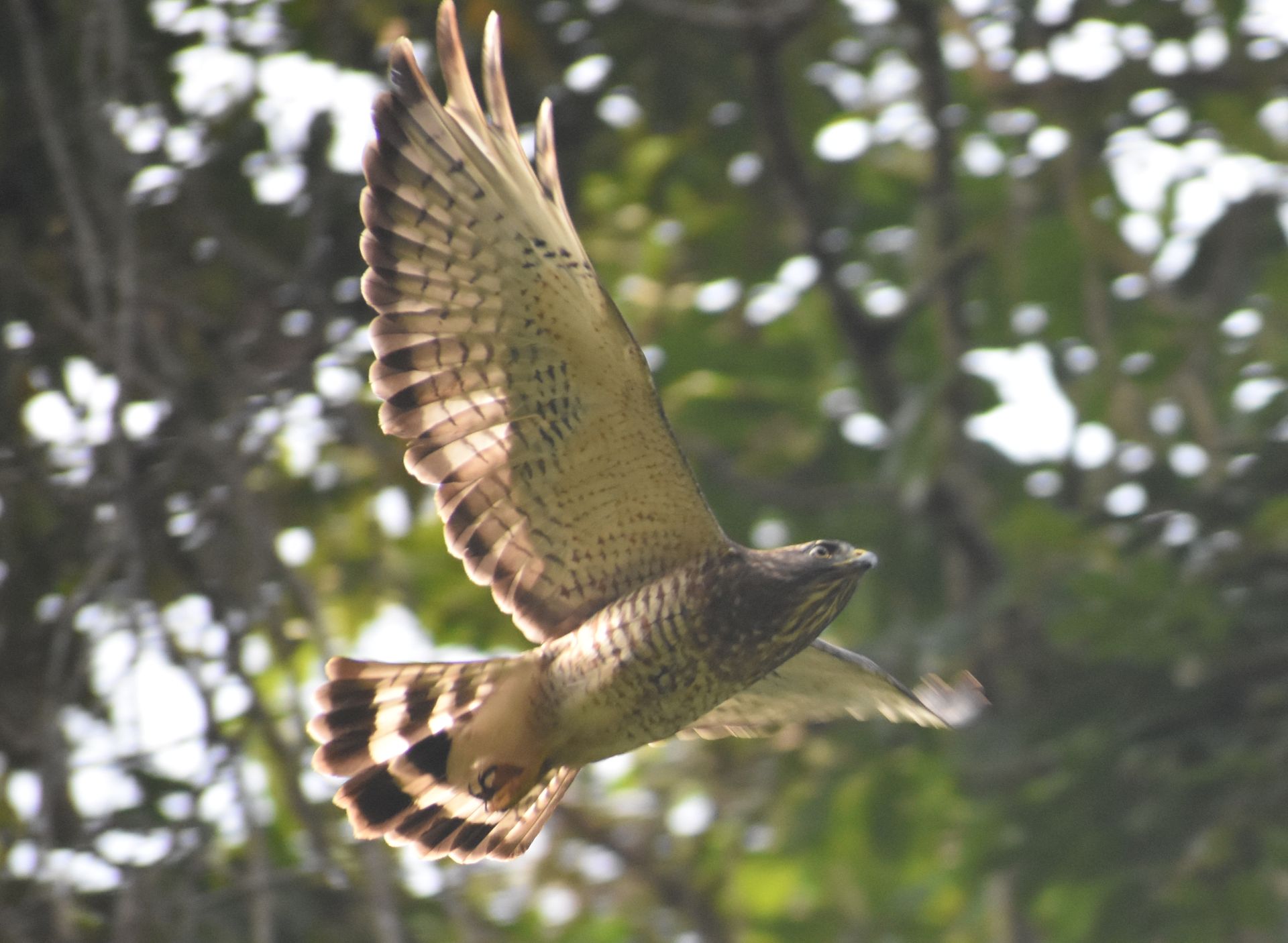 Buteo platypterus, Broad-winged Hawk,  door Serano Ramcharan