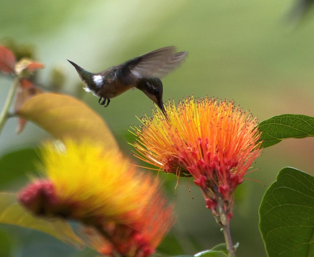Calliphlox amethystina, Amethyst Woodstar, Korke (as other hummingbirds) door Armida Madngisa nature guide