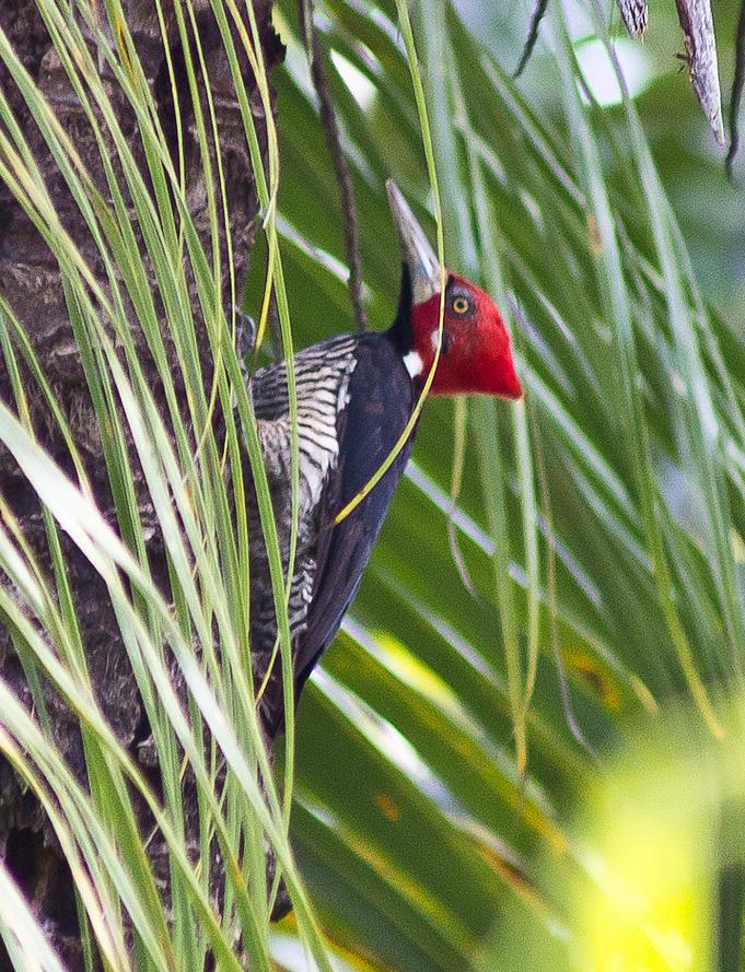 Campephilus melanoleucos, Crimson-crested Woodpecker,  door Francita Rijhiner