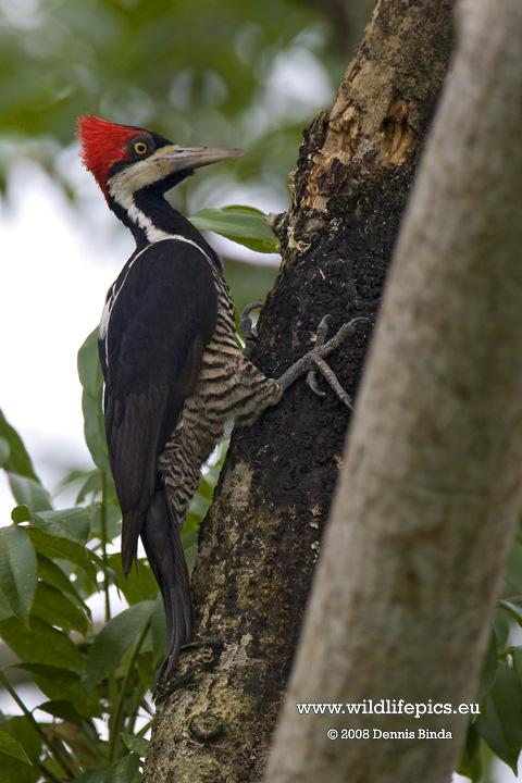 Campephilus melanoleucos, Crimson-crested Woodpecker,  door Dennis Binda