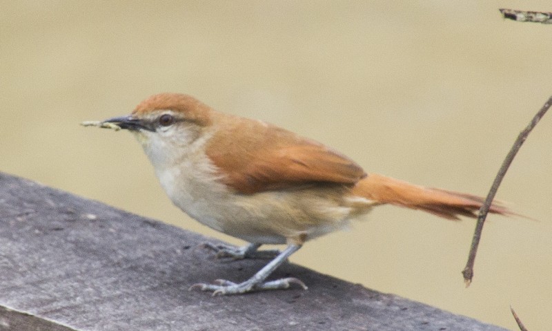 Certhiaxis cinnamomea, Yellow-chinned Spinetail, Fityo door Harry Valk