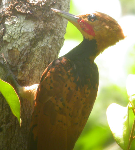 Celeus torquatus, Ringed Woodpecker, Timreman door Foek Chin Joe