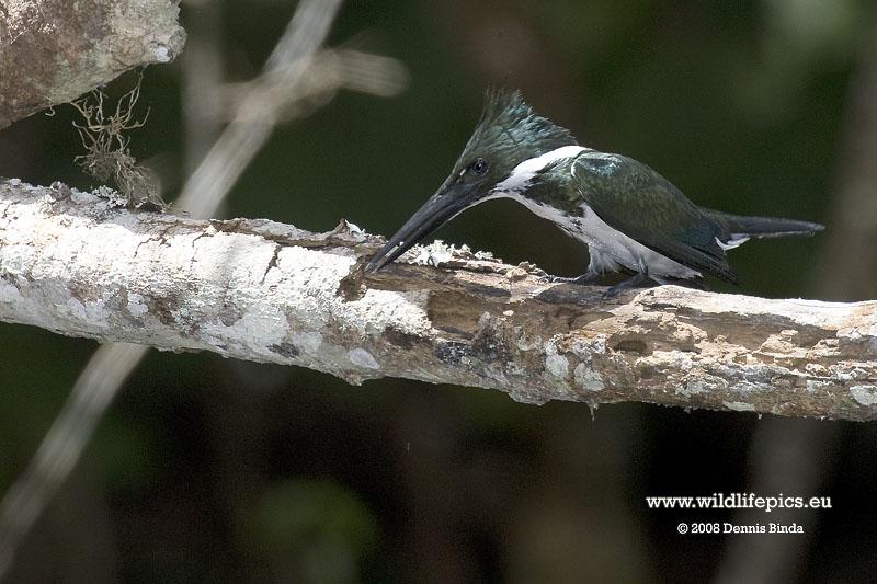 Chloroceryle amazona, Amazon Kingfisher, Fisman door Dennis Binda