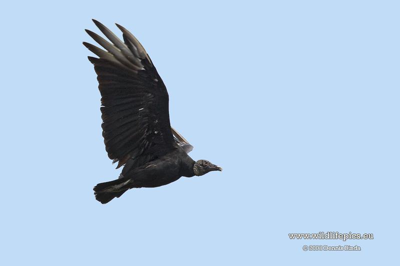 Coragyps atratus, Black Vulture, Blaka-ede tingifowru door Dennis Binda