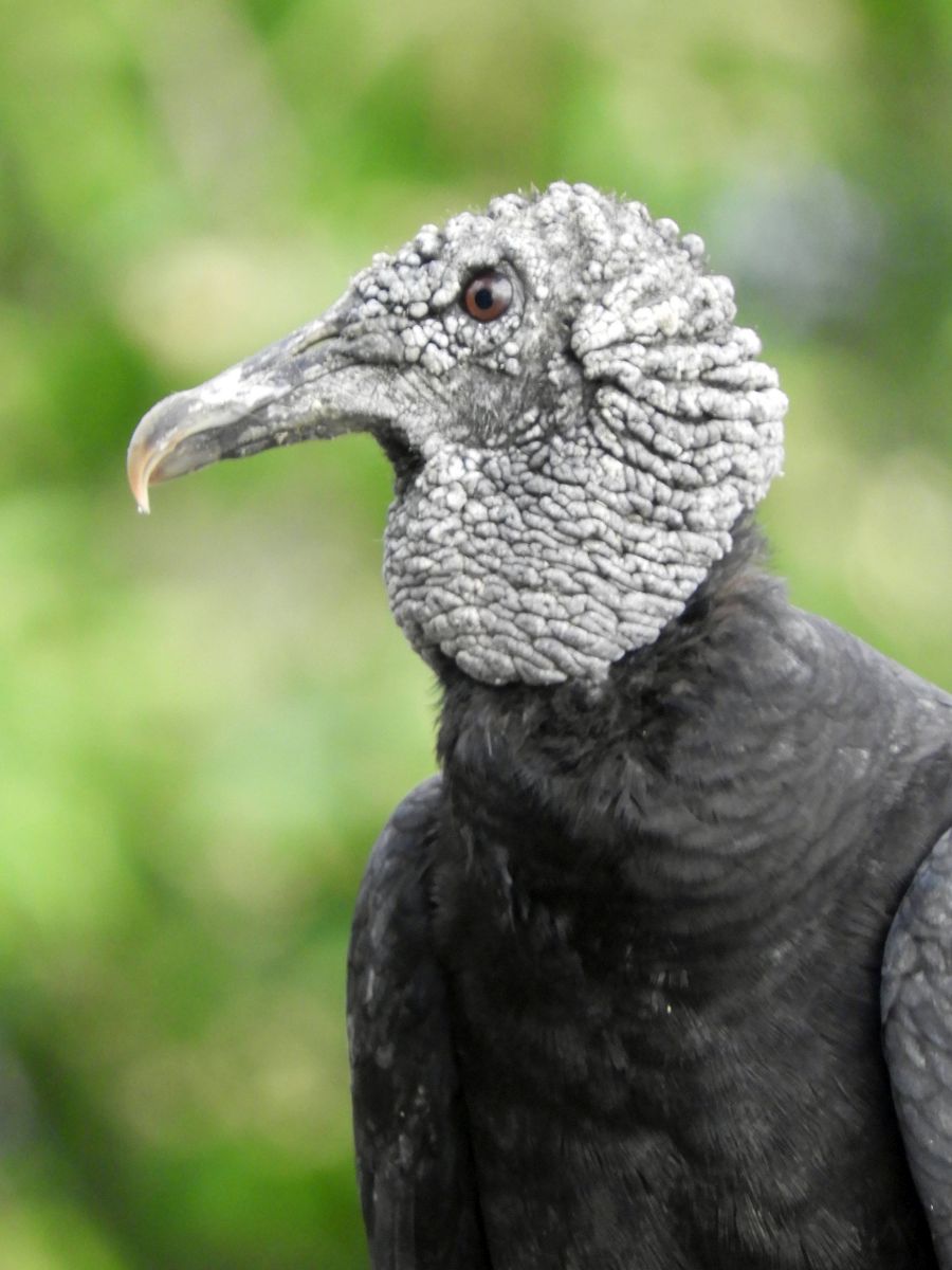 Coragyps atratus, Black Vulture, Blaka-ede tingifowru door Eke van Batenburg