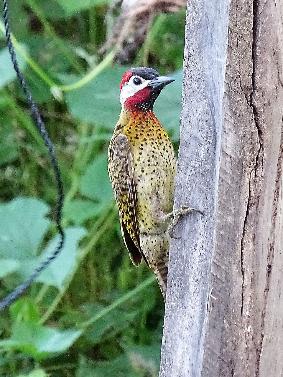 Colaptes punctigula, Spot-breasted Woodpecker,  door Hans Majong