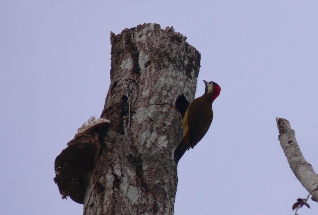 Colaptes punctigula, Spot-breasted Woodpecker,  door Sheila Tjon Sie Kie
