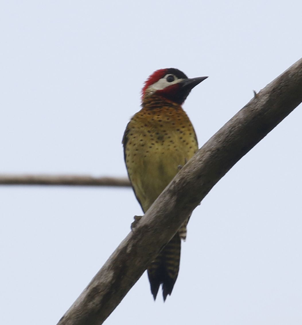 Colaptes punctigula, Spot-breasted Woodpecker,  door Klaas de Jong