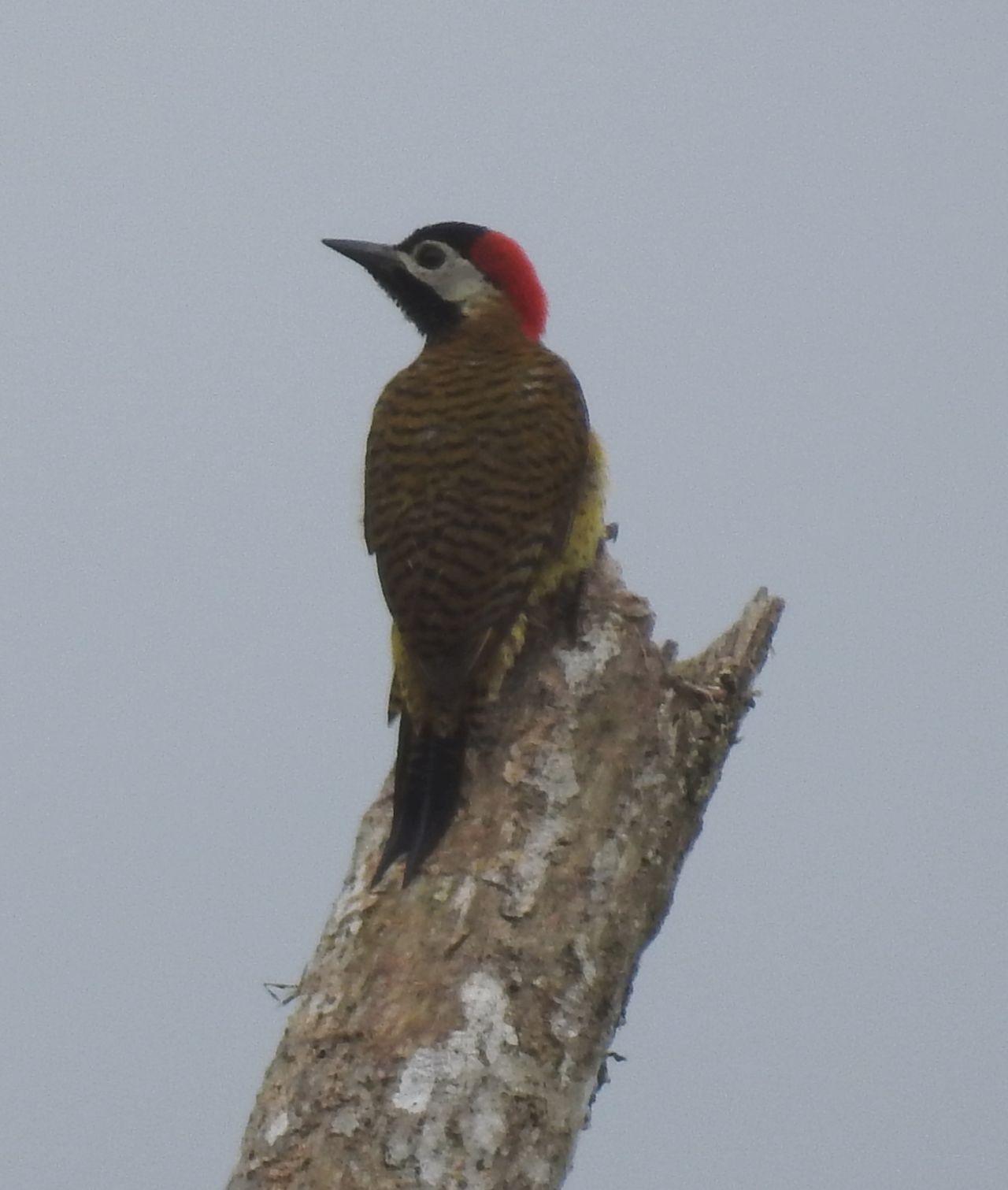 Colaptes punctigula, Spot-breasted Woodpecker,  door Dominiek Plouvier