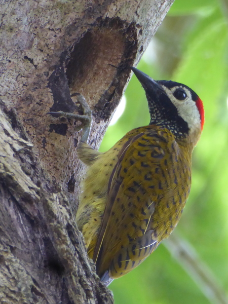 Colaptes punctigula, Spot-breasted Woodpecker,  door Aernout Nieuwkerk