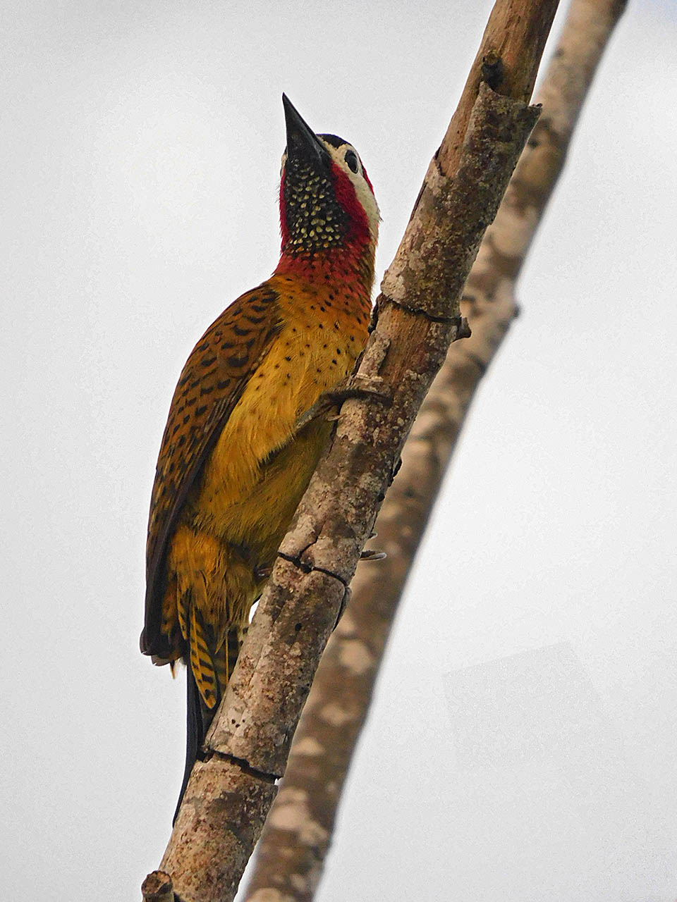 Colaptes punctigula, Spot-breasted Woodpecker,  door Hans Majong