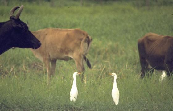 Bubulcus ibis, Cattle Egret, Koereiger/sabaku door Dominiek Plouvier