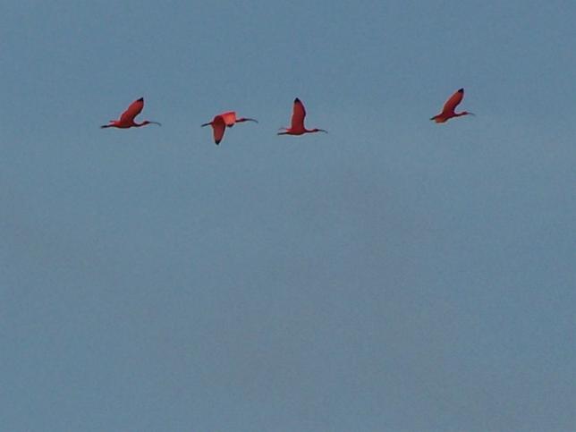 Eudocimus ruber, Scarlet Ibis, Korikori (vroeger Flamingo!) door Jan Hein Ribot