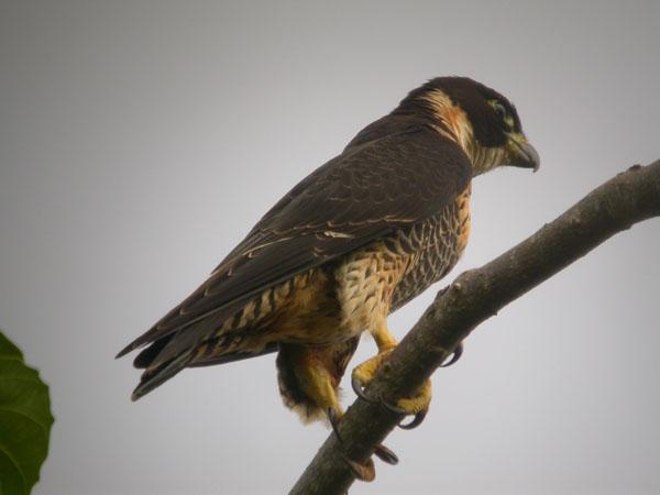 Falco deiroleucus, Orange-breasted Falcon,  door Foek Chin Joe