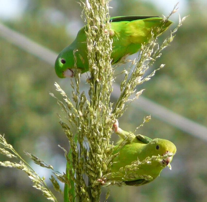 Forpus passerinus, Green-rumped Parrotlet, Okroprakiki door Leo Olmtak