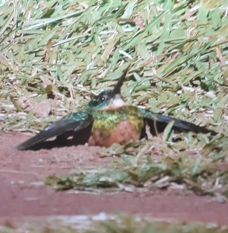 Galbula galbula, Green-tailed Jacamar, Granman korke door Armida Madngisa nature guide