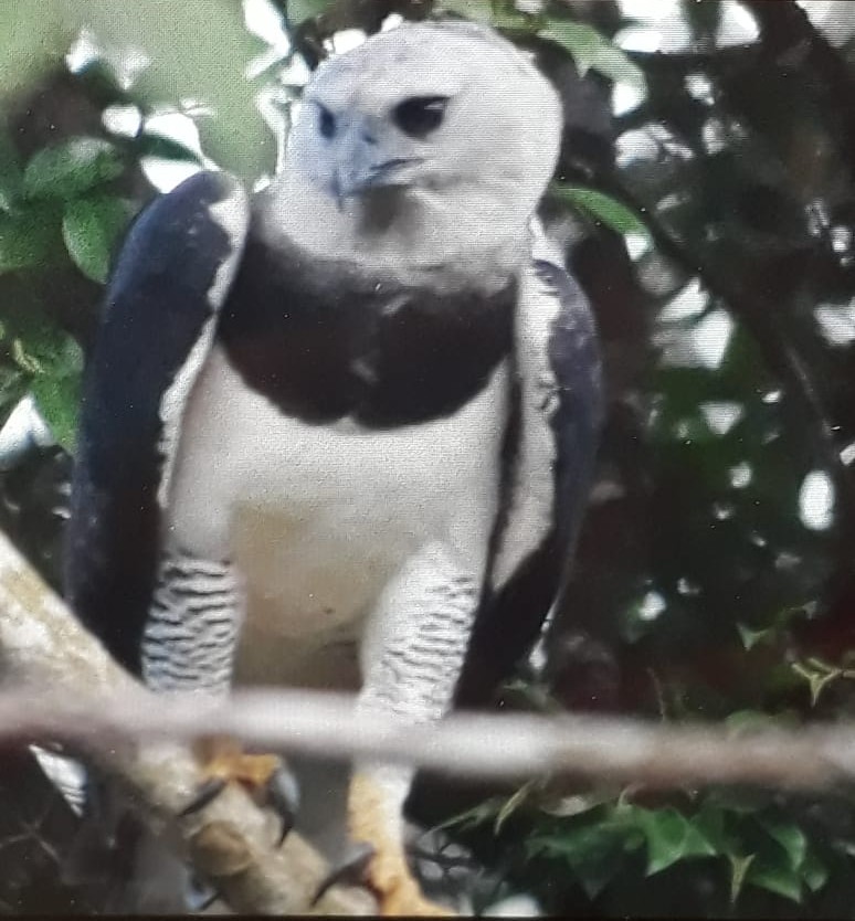 Harpia harpyja, Harpy Eagle, Gonini, kesie-kesie-aka, akka-granman door Armida Madngisa nature guide
