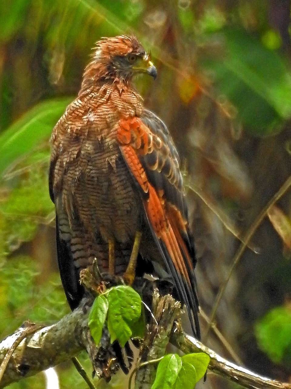 Buteogallus meridionalis, Savanna Hawk, Aka door Hans Majong