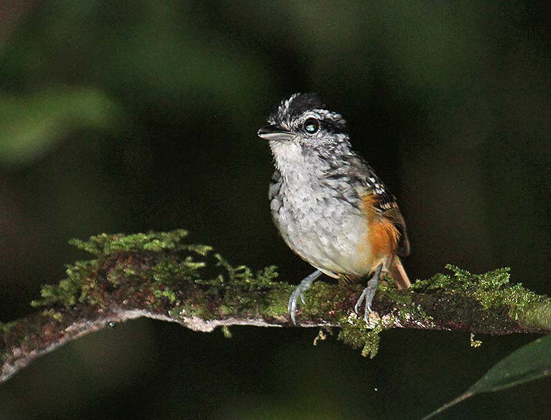 Hypocnemis cantator, Guianan Warbling-Antbird,  door Martin Reid