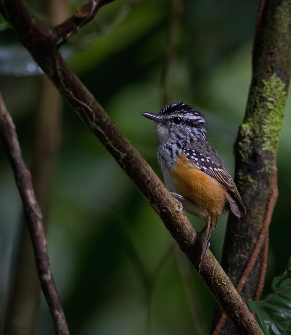 Hypocnemis cantator, Guianan Warbling-Antbird,  door Matthias Fernandez
