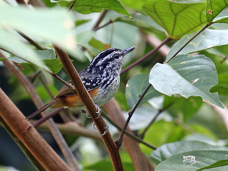 Hypocnemis cantator, Guianan Warbling-Antbird,  door Martin Reid